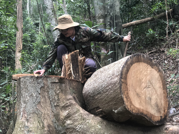 Cây dỗi, thông nàng đường kính cả mét trong rừng phòng hộ bị lâm tặc đốn hạ - Ảnh 5.