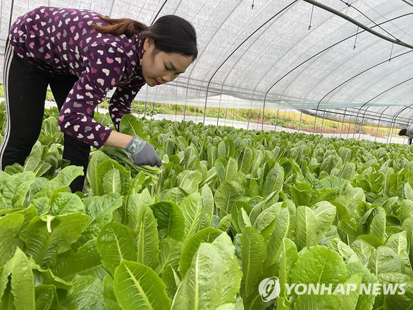 Nhà nước chặn lao động nhập cư, nông dân Hàn Quốc khốn đốn - Ảnh 2.