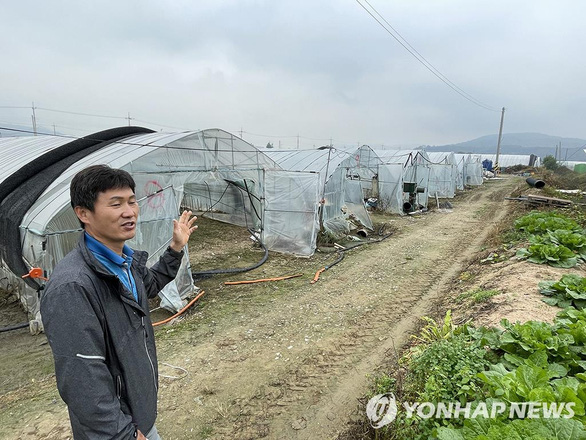 Nhà nước chặn lao động nhập cư, nông dân Hàn Quốc khốn đốn - Ảnh 1.