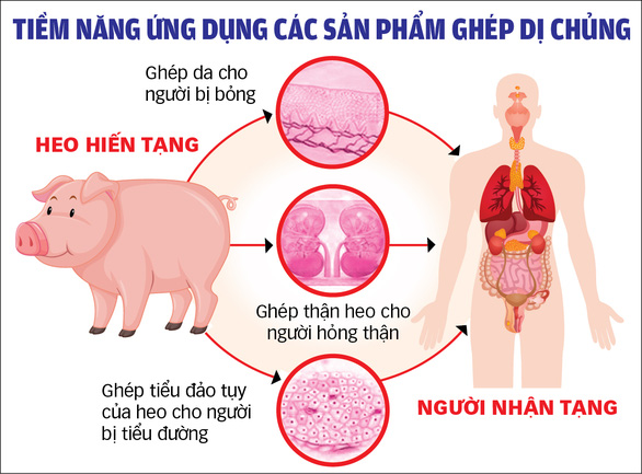 Ghép thành công thận heo cho người: Đột phá khoa học sẽ cứu sống nhiều người? - Ảnh 3.