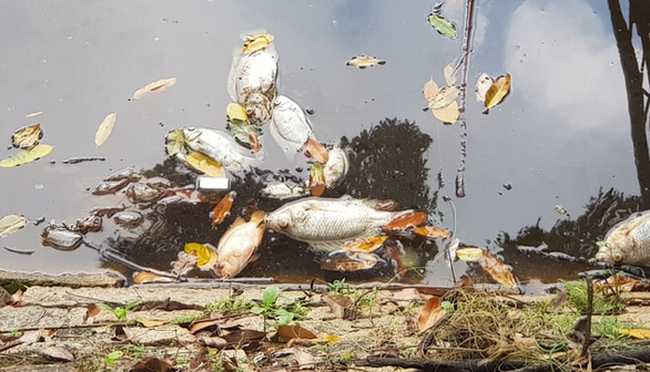 2 tấn cá chết trong hồ nước công viên Hoàng Văn Thụ - Ảnh 2.