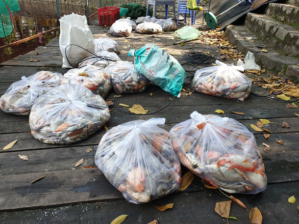 2 tấn cá chết trong hồ nước công viên Hoàng Văn Thụ - Ảnh 1.