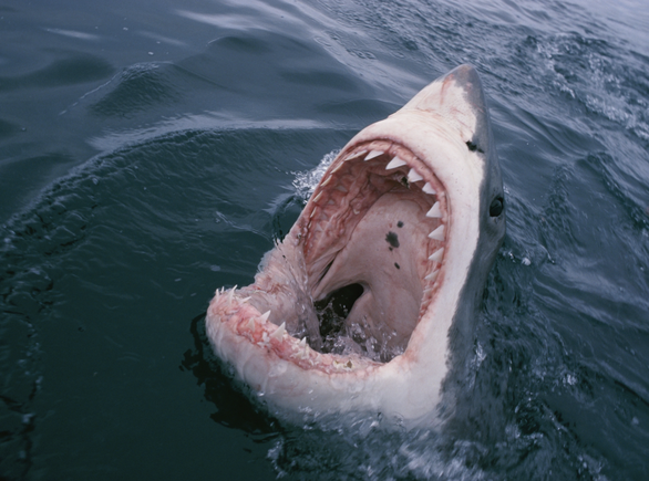 Nghiên cứu của Úc: Cá mập cắn người do nhầm với hải cẩu, sư tử biển - Ảnh 1.