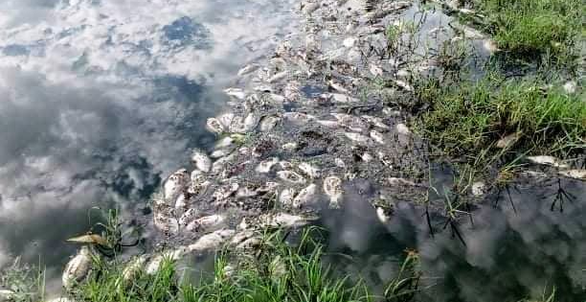Phạt hơn 640 triệu đồng công ty xả thải ra môi trường làm cá chết - Ảnh 1.
