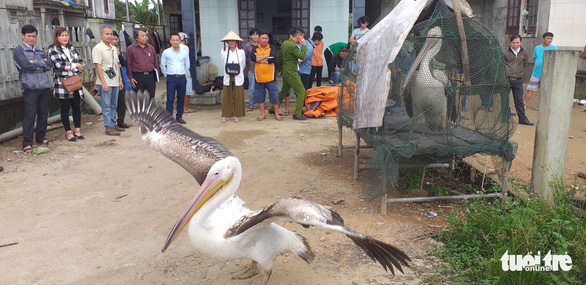 Sợ truông Nhà Hồ sợ phá Tam Giang - Kỳ 5: Đầm phá linh thiêng cho chim quý bay về - Ảnh 1.