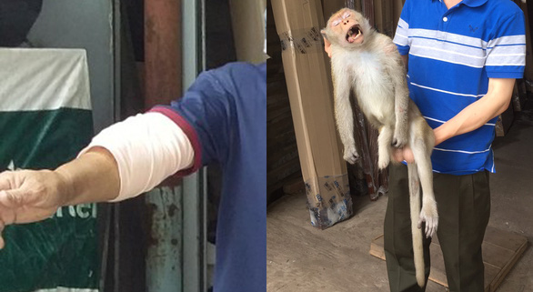 Khỉ cụt 1 bàn chân bất ngờ xuất hiện cắn người ở quận 12, TP.HCM - Ảnh 1.