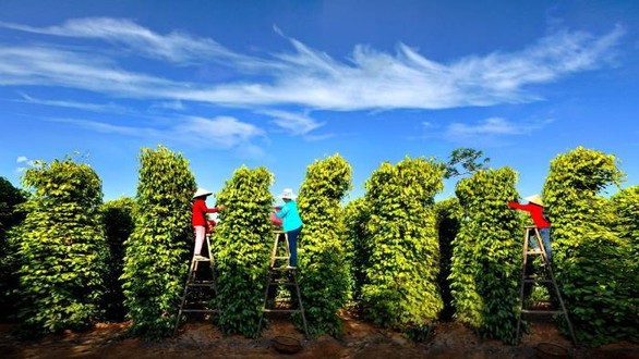 Những điểm du lịch thỏa cơn khát không thể bỏ lỡ tại Phú Quốc - Ảnh 7. Những điểm du lịch thỏa cơn khát không thể bỏ lỡ tại Phú Quốc - Ảnh 7.