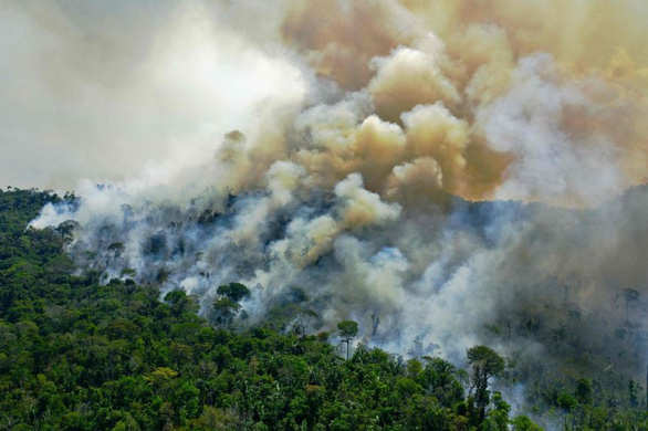 Hơn 100 nước cam kết chấm dứt nạn phá rừng - Ảnh 1.