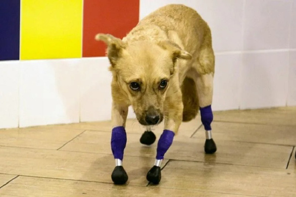 Ca phẫu thuật tốn kém và phức tạp để gắn 4 chân giả cho cô chó nhỏ ở Nga - Ảnh 1.