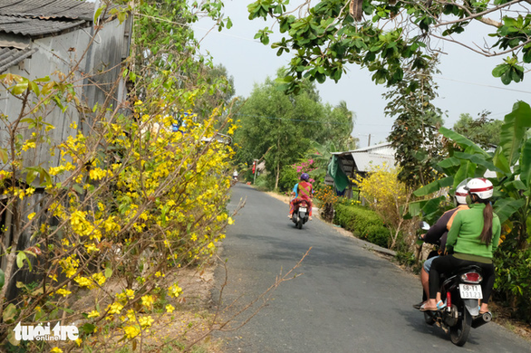 Dịch không thể giết chết được một mùa xuân - Ảnh 1.