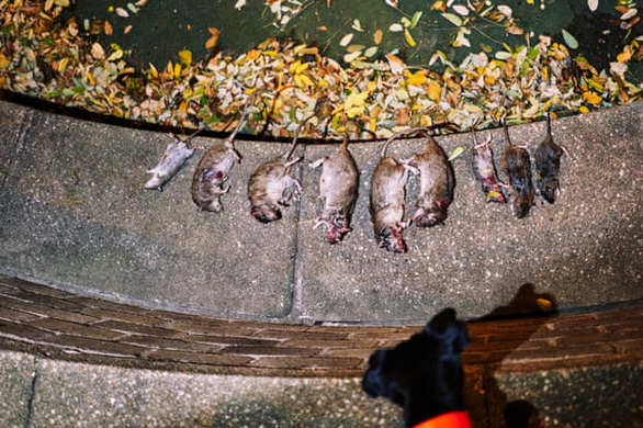 Dịch COVID-19 khiến New York bị hơn 2 triệu con chuột gặm nhấm - Ảnh 1.