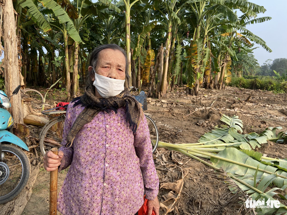 Bị kẻ lạ phá tan hàng nghìn m2 chuối sắp thu hoạch, hơn nửa tháng bà con chưa được trả lời - Ảnh 3.