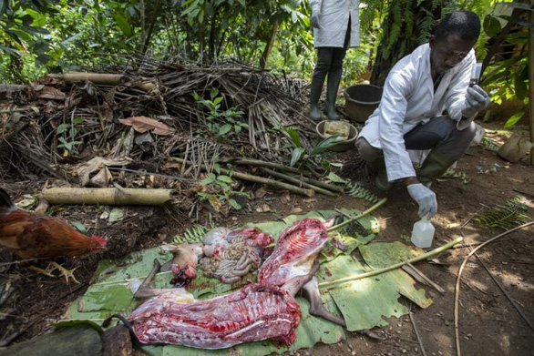 Thợ săn virus - Những người săn lùng hiểm họa - Kỳ 2: Dơi, máu và virus ở rừng Cameroon - Ảnh 3.