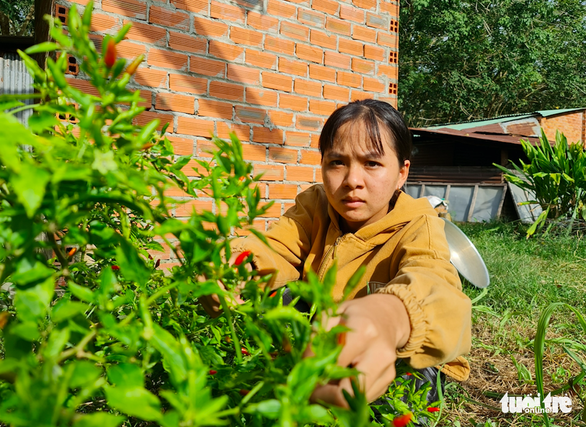 Ngày học xen ngày mót củi của cô gái nhỏ - Ảnh 2.