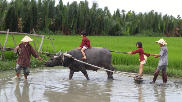 Cheerful and fragrant buffalo welcome guests in Hoi An - Photo 2.