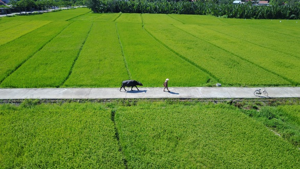 Happy and fragrant buffalo welcome guests in Hoi An - Photo 1.