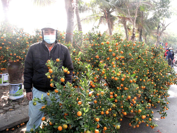 Tet 30 in Hanoi: Peaches and kumquats bloom, but few people buy them, fresh flowers can rot in a heap - Photo 1.