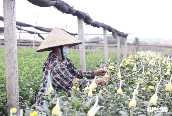 Làng hoa Tây Tựu lao đao vì nhiều thương lái hủy đơn hàng - Ảnh 1. Làng hoa Tây Tựu lao đao vì nhiều thương lái hủy đơn hàng - Ảnh 1.