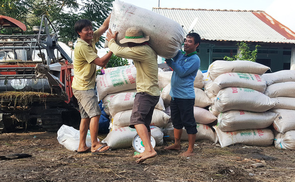 Nông dân trồng lúa thắng lớn - Ảnh 2.