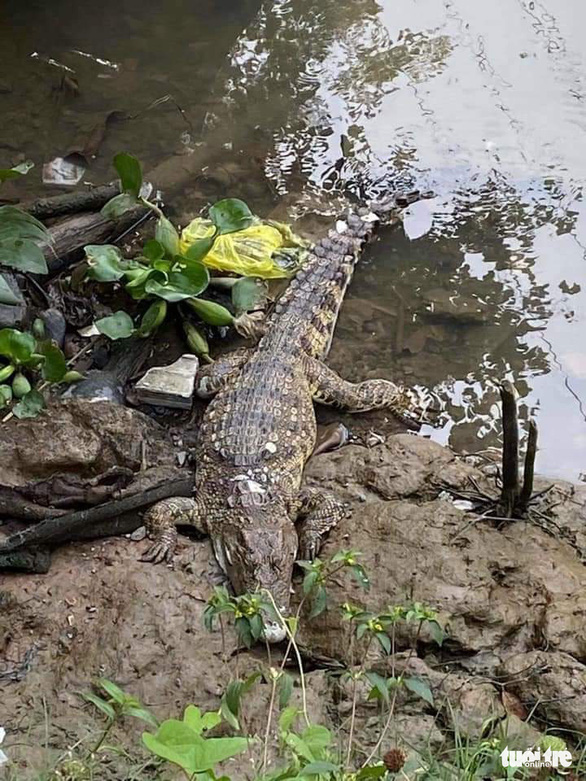 Thực hư chuyện cá sấu xuất hiện trên sông ở Tiền Giang - Ảnh 2.