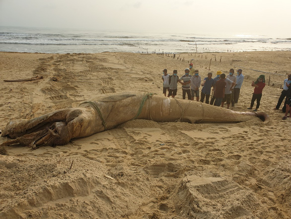 Xác cá voi nặng 4 tấn trôi dạt vào bờ biển Quảng Nam - Ảnh 1.