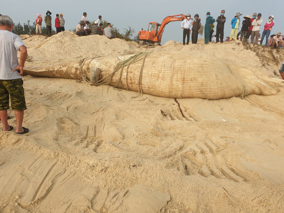 Xác cá voi nặng 4 tấn trôi dạt vào bờ biển Quảng Nam - Ảnh 2.