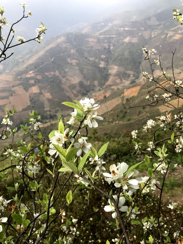 Lên Tà Xùa ngắm rừng hoa táo mèo giữa lưng chừng trời - Ảnh 3. Lên Tà Xùa ngắm rừng hoa táo mèo giữa lưng chừng trời - Ảnh 3.