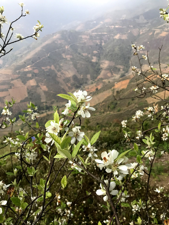 Going up to Ta Xua to see the forest of apple and cat flowers in the middle of the sky - Photo 3.