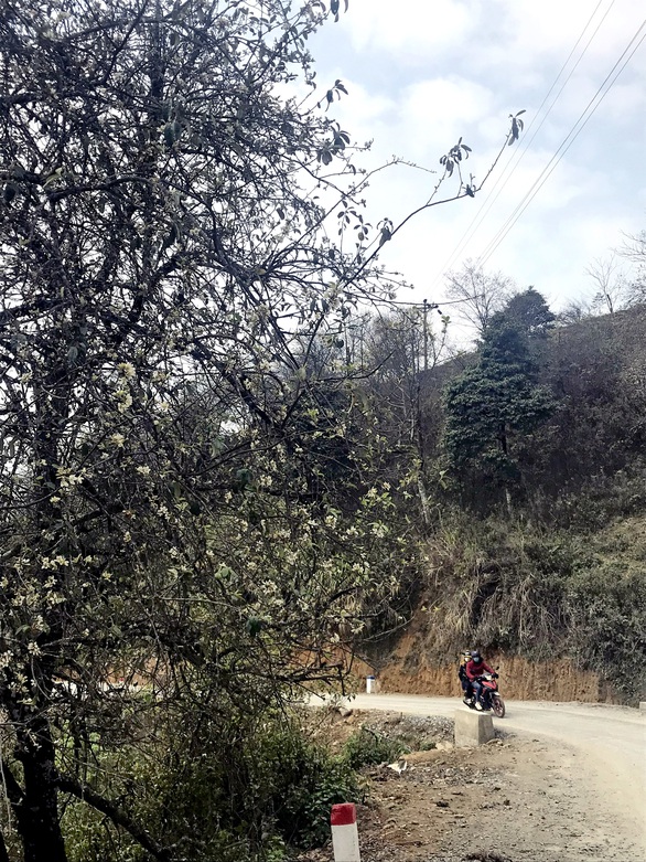 Going to Ta Xua to see the forest of apple and cat flowers in the middle of the sky - Photo 2.