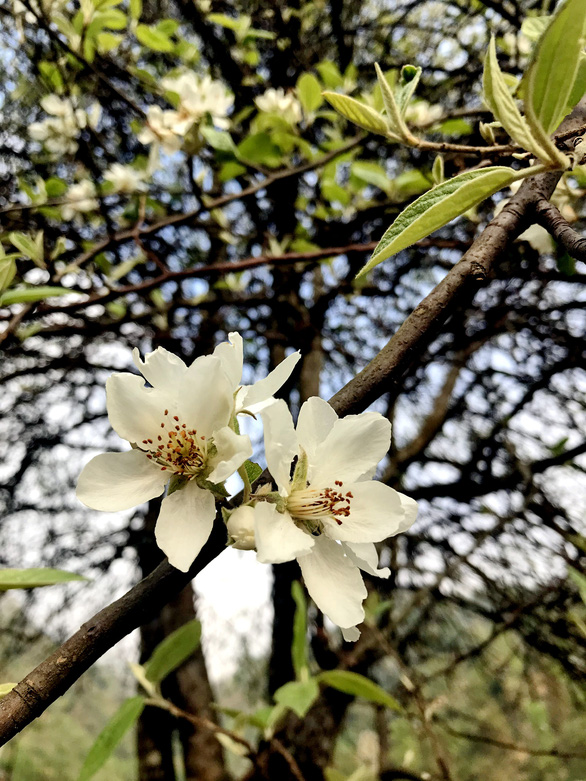 Going to Ta Xua to see the forest of apple and cat flowers in the middle of the sky - Photo 5.