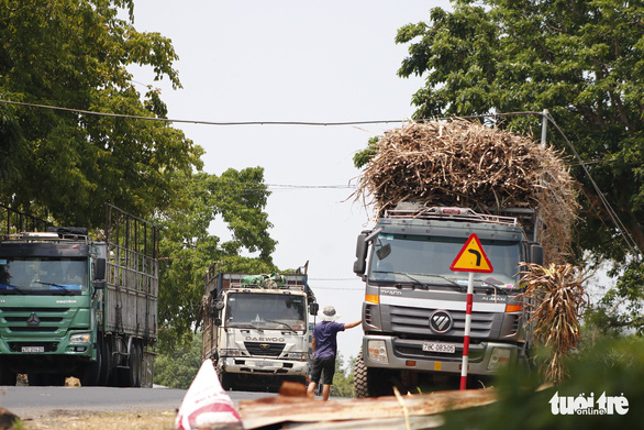 CSGT đã ra quân, xe chở mía cồng kềnh vẫn tung hoành trên quốc lộ 26 - Ảnh 5.