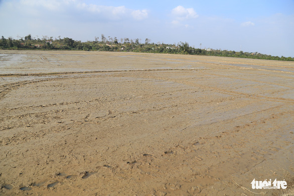 Hàng trăm ha lúa khát khô: chủ đầu tư và dân nêu lý do khác nhau  - Ảnh 3.