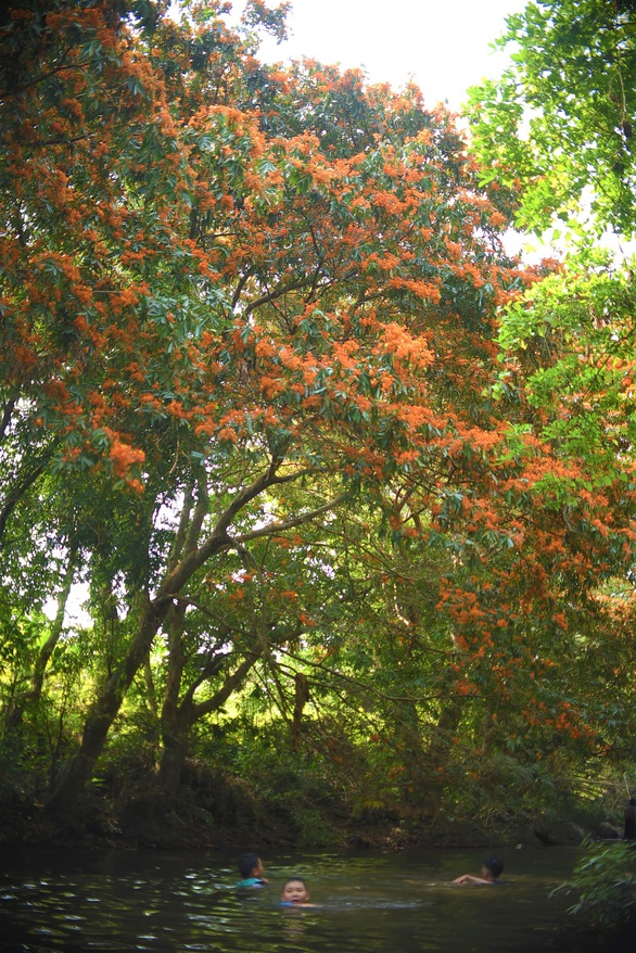 Ta Ma Stream is so colorful that the forest has never been as beautiful as this year - Photo 4.