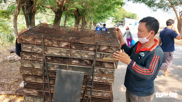 Bustling hamster market on the border: buy as much as you can - Photo 2.