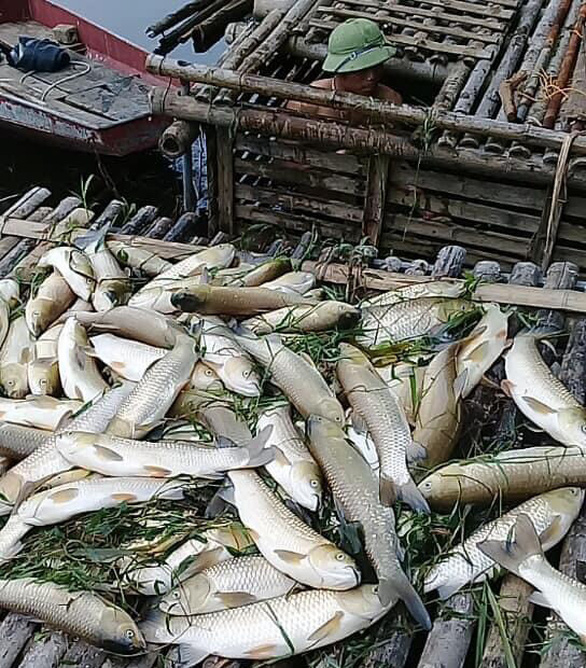 Thanh Hóa: Cá trên sông Mã chết hàng loạt không phải do dịch bệnh - Ảnh 1.