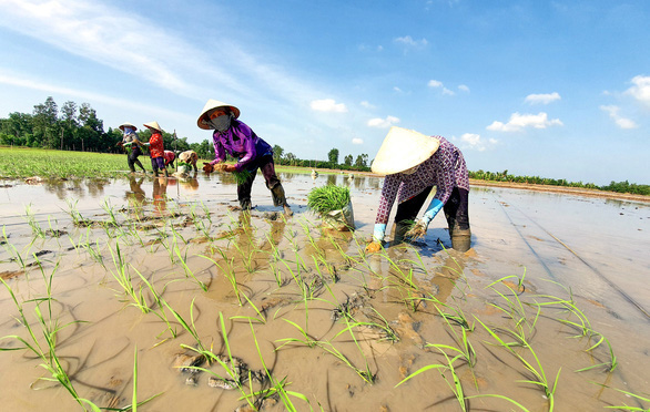  Chỉ bảo hộ giống lúa ST25, không thể bảo hộ gạo ST25 - Ảnh 2.