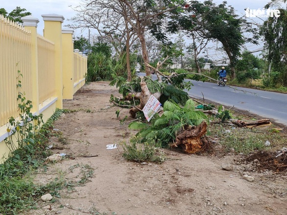 Sau vụ cây phượng đè chết nữ điều dưỡng, cho rà soát toàn bộ cây xanh - Ảnh 1.