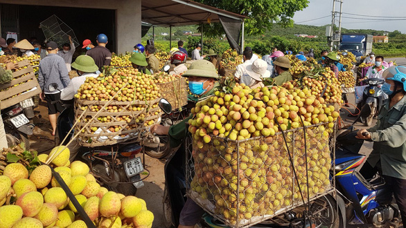 Bắc Giang thành lập 2 tổ hỗ trợ xuất khẩu vải thiều tại cửa khẩu - Ảnh 1.