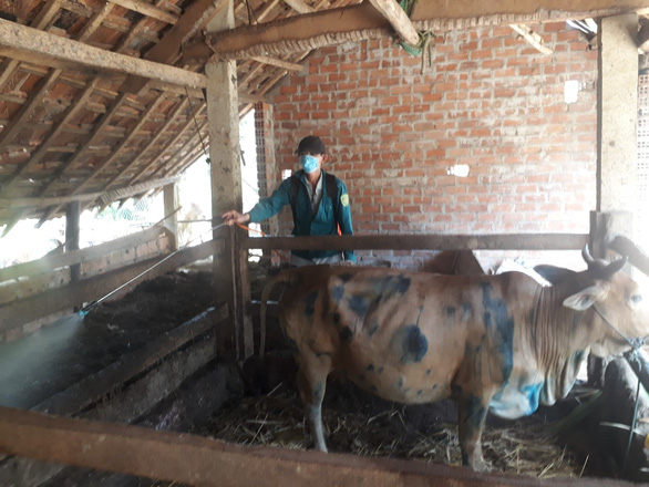 Bệnh viêm da nổi cục ở trâu bò bùng phát tại Bình Định - Ảnh 2.