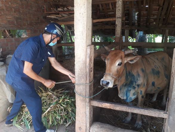 Bệnh viêm da nổi cục ở trâu bò bùng phát tại Bình Định - Ảnh 1.