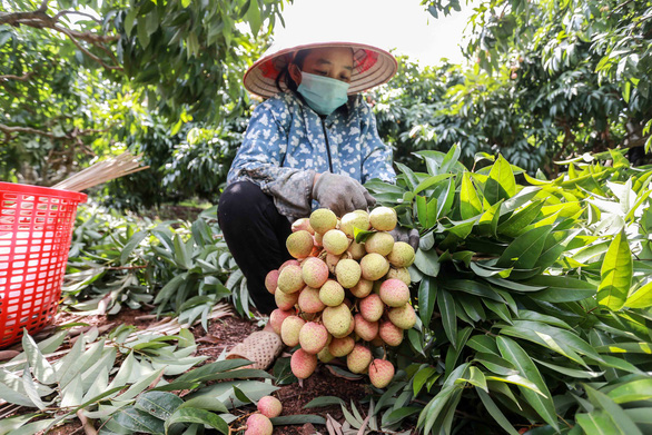 Vải thiều Lục Ngạn - Bắc Giang bị ép giá còn 2.000 đồng/kg? - Ảnh 2.