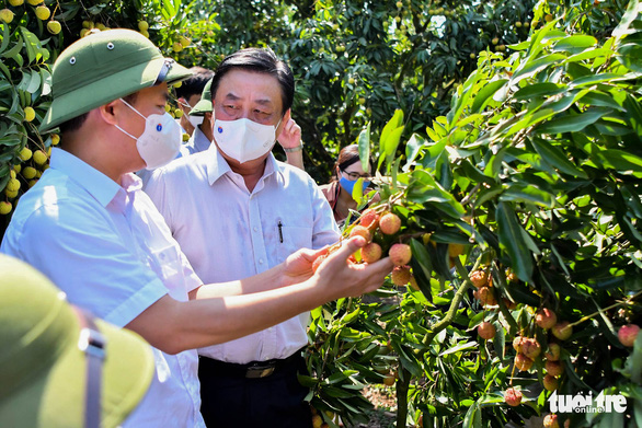 Bắc Giang đề nghị cho xe chở vải thiều đi luồng xanh không cần kiểm dịch - Ảnh 1.