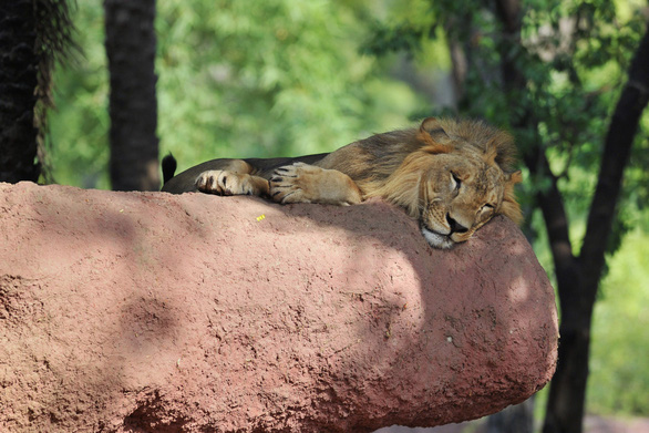 8 con sư tử tại vườn thú Ấn Độ mắc COVID-19? - Ảnh 1.