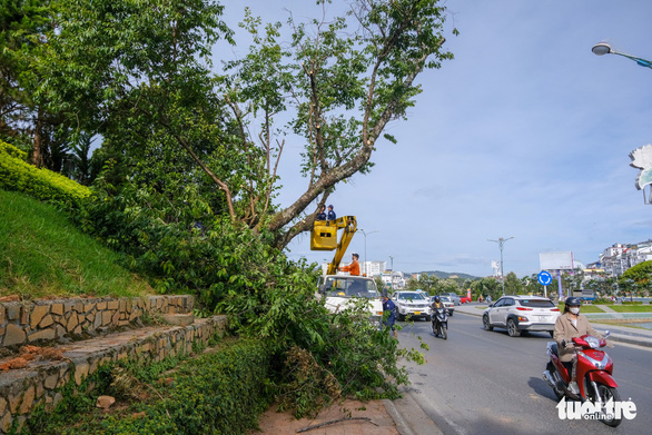 Đốn hạ, di dời hàng loạt cây cổ thụ để mở rộng đường ven hồ Xuân Hương, Đà Lạt - Ảnh 2.