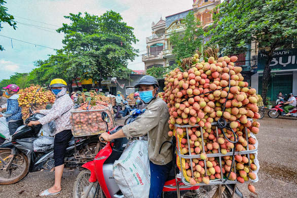 Hàng ngàn ‘áo xanh’ tình nguyện thu hoạch vải thiều giúp dân xuyên đêm - Ảnh 3.