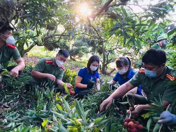 Hàng ngàn ‘áo xanh’ tình nguyện thu hoạch vải thiều giúp dân xuyên đêm - Ảnh 2.