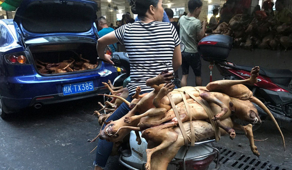 Người Trung Quốc lại tranh cãi về lễ hội thịt chó lớn nhất nước - Ảnh 2.