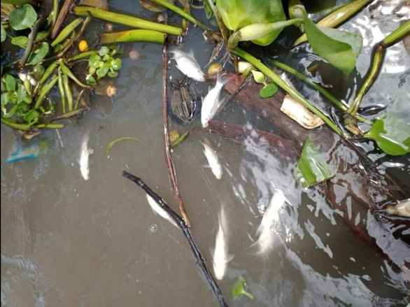 Cá chết nổi lềnh bềnh trên sông Cần Thơ, Chi cục Thủy sản dự đoán do ‘thiếu oxy’ - Ảnh 1.