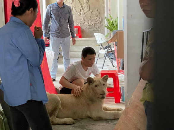 Campuchia bắt người Trung Quốc nuôi sư tử ngay ở Phnom Penh - Ảnh 1.