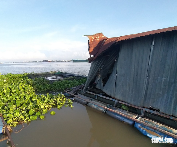 Sà lan tông chìm 2 bè cá chuẩn bị thu hoạch trên sông Tiền - Ảnh 3.